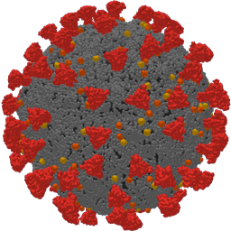 Corona Virus