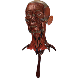 Head anatomy