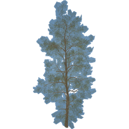 Conifer Macedonian Pine