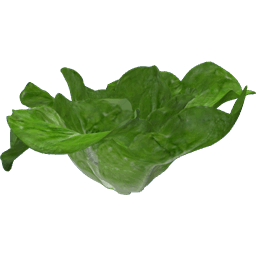 Lettuce