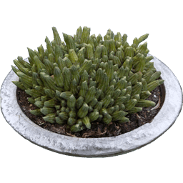 Cactus Concrete Pot