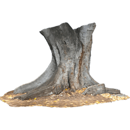 Tree Trunk
