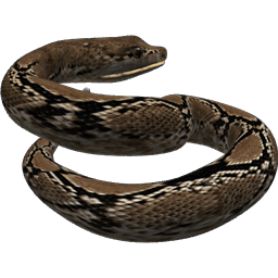 Rattle Snake