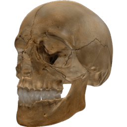 Human Skull