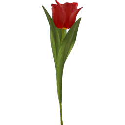 Tulip Flower