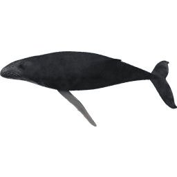 Whale