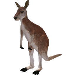 Kangaroo
