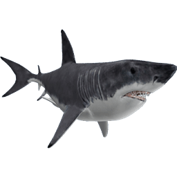 Great White Shark