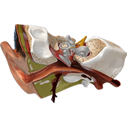 Human Ear Anatomy