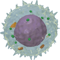 T- Lymphocyte