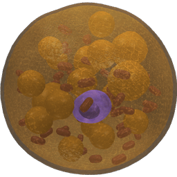 Brown Fat Cell