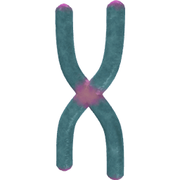 Chromosome