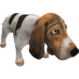 Basset Hound