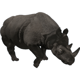 Black Rhinoceros