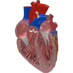 Human Heart