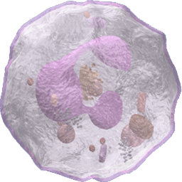 Neutrophil