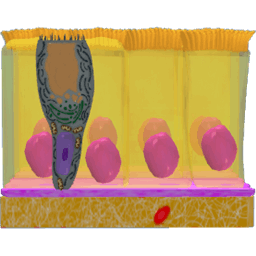 Non-ciliated Simple Columnar Epithelium