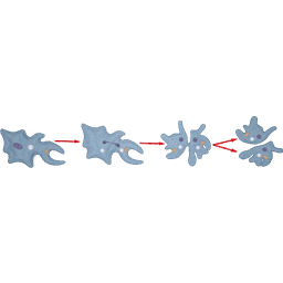 Irregular Binary Fission in Amoeba
