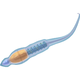 Spermatozoon