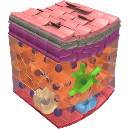 Skin Epidermis Layers