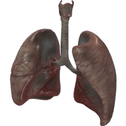 Human lungs