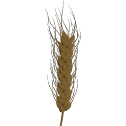 Wheat