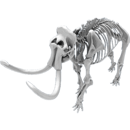 Mammuthus Primigenius Blumbach