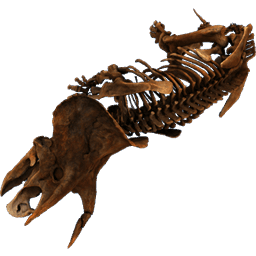 Triceratops Horridus