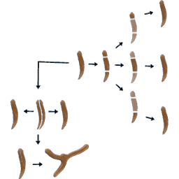 Regeneration in Planaria