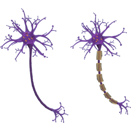 Myelinated and Unmyelinated Axon