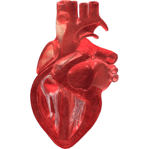 Human heart