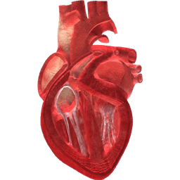 Human Heart