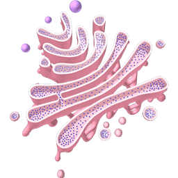 Golgi Complex
