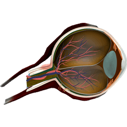Eye cross section