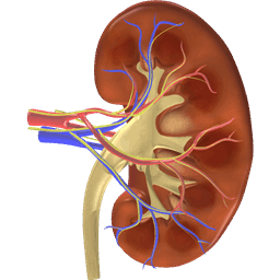Kidney Cross Section
