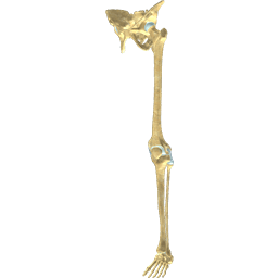 Knee Joint