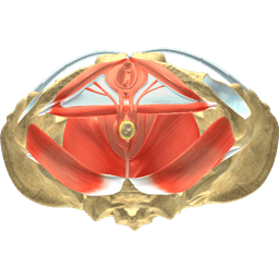 Superficial perineal pouch - Female