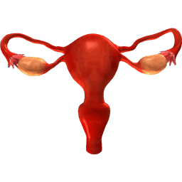 Uterus