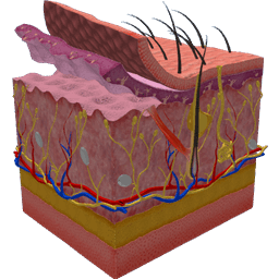 Skin anatomy