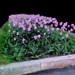 Pink tulips. Bush. Pink flowers.