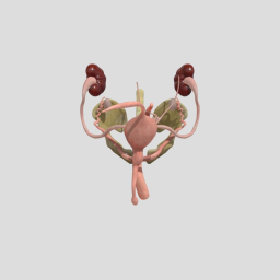 Pelvis  Male_genital_organs Week Sixteen