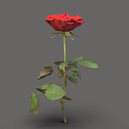 Red rose
