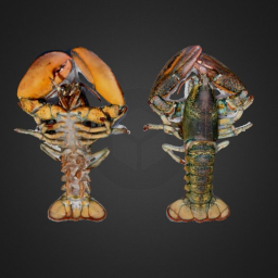 Crustacean: Modern lobster