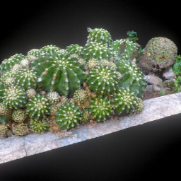 Fishhook barrel cactus #plantpointschallenge