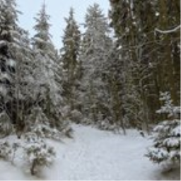 Sky Pano - Winter Forest