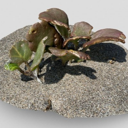Plant in the sand