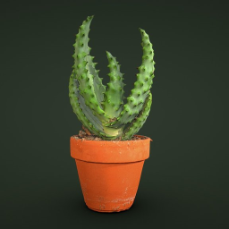 Aloe Plant