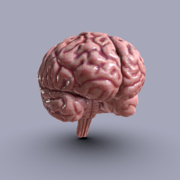 Human brain, Cerebrum  Brainstem