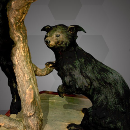 Binturongs (NHMW-Zoo-MAMM ST525)