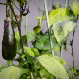 Eggplant in my garden - RealityCapture